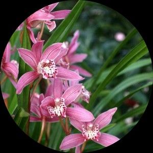 Meet your Posher, Thomas